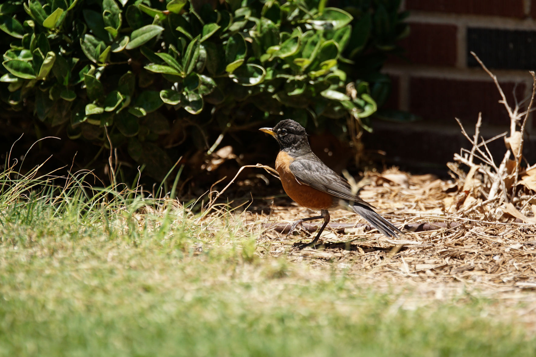 Bird